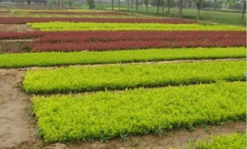 陵水花农的“绝活”：湿度大， 花也嫩长好