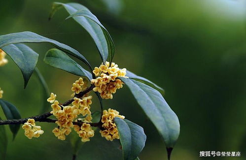 “如何辨识桂花品种大全中的四大名桂