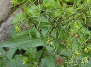 两栖蔊菜形似杂草，危害土壤