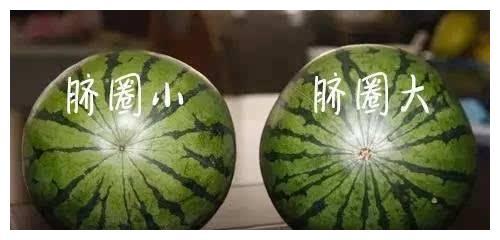 西瓜种子怎么种？农村老瓜农教你几招