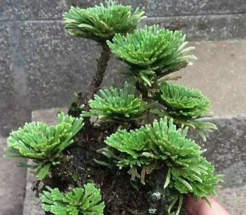 干燥环境如何养卷柏？保持土壤微湿是关键吗