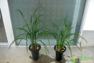 兰花炭疽病，咋个防治才得行呢？