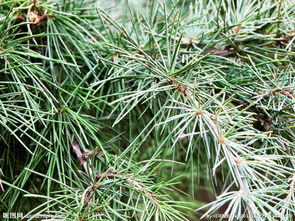 常见的针叶树