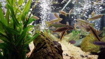 创意种植：鱼缸变绿洲