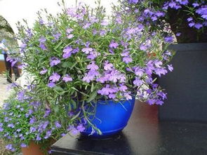 紫罗兰，紫色的梦幻