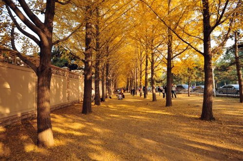 银杏：生态建设与美观并重