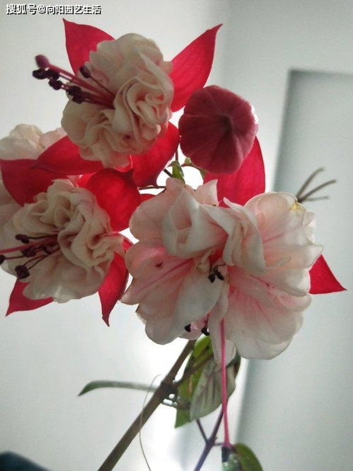 冬天灯笼花会开花吗？