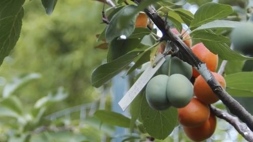 碧根果种植指南：一棵果树能结出多少果实？