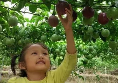 皮克桃果实你知道它如何生长的吗