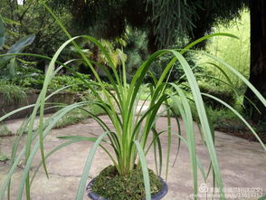 品种繁多，价格悬殊