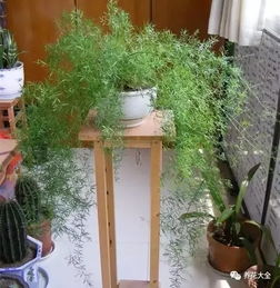 室内低光环境优选