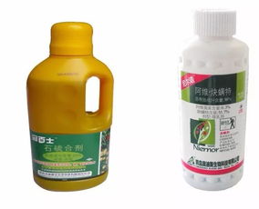 沙糖桔转色期喷施药水全攻略