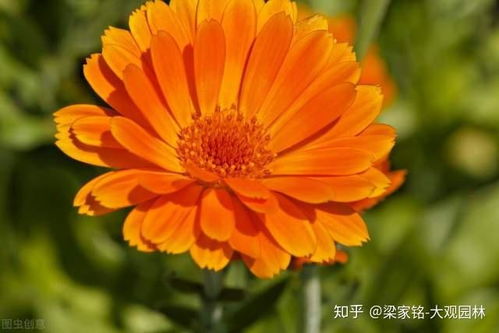 金盏花的药用价值：数不尽的好处