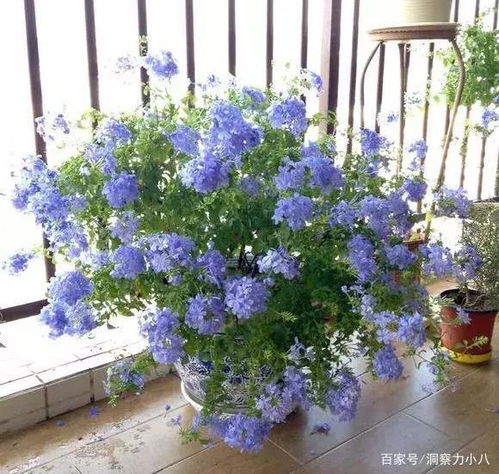 蓝雪花的扦插繁殖