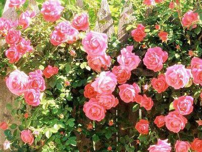 那，到底哪些花儿适合在秋天种呢？