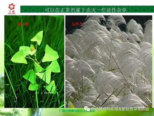 滴酸草甘膦除草，后茬作物会有啥影响？