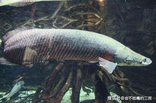 巨骨舌鱼是淡水巨型食肉鱼，有吃人传闻