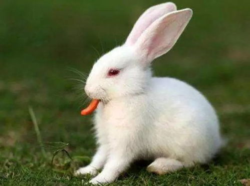 兔子农药中毒了应该怎么紧急处理？