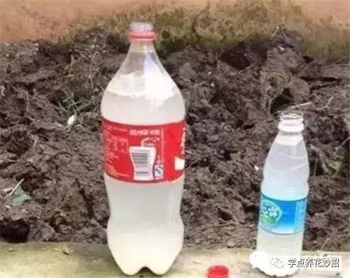 “淘米水发酵后为何会变成红色