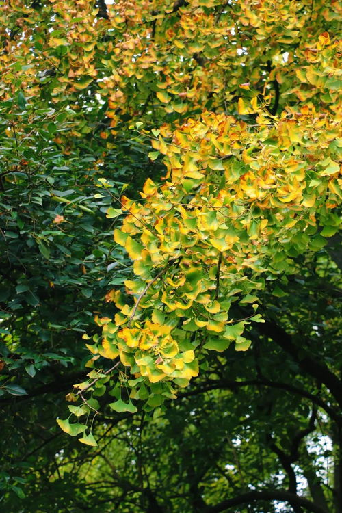 银杏树后来啊实的时间