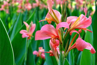 美人蕉种子的独特之处