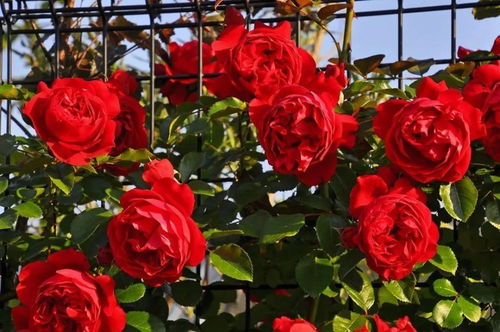 弗洛伦蒂娜：四季花开的美丽使者