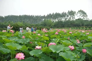盛花期，夏花之约