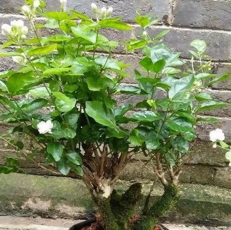 珊瑚豆植物的价值：一文不值还是价值连城？