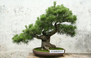 光照，松树芽的阳光浴