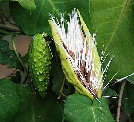 芒果种子发芽后如何养护才能让它茁壮成长