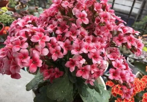 减少浇水， 促进分化