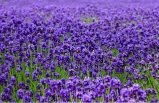薰衣草种植小贴士：温暖阳光下的紫色奇迹