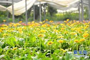 清流县花农的收入情况