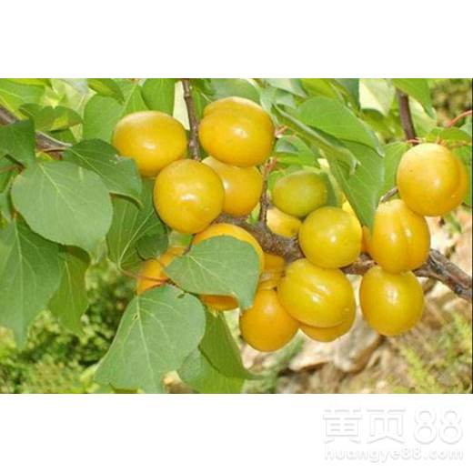 杏树种植的Zui佳时机