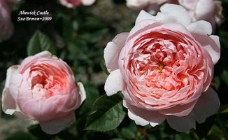 安妮克城堡月季：花园中的舞者