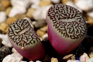 肉锥花种植小秘密，揭秘Zui佳盆栽选择！