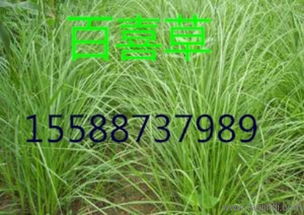 独家建议：别迷信进口草种！