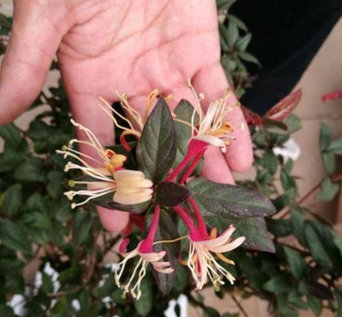 3. 热带爬藤花卉的种植简易性