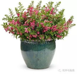 广东夏日种花小贴士