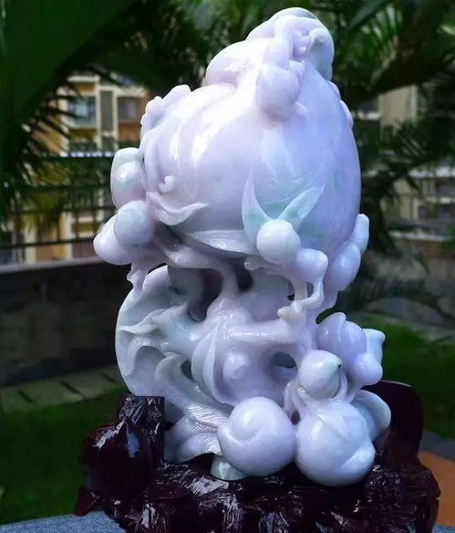 洋桔梗种植在家风水好，寓意家庭和睦、幸福美满