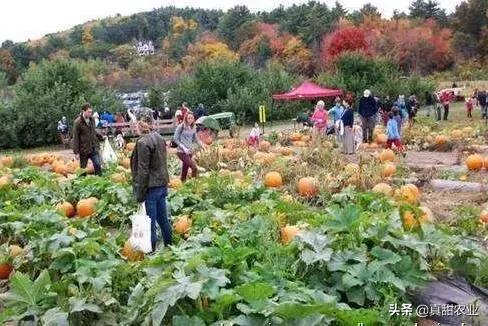 耐旱植物大集合：龙血树、 油茶、散尾葵