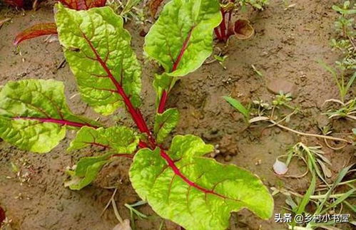 甜菜种植， 尖叶除草剂使用指南