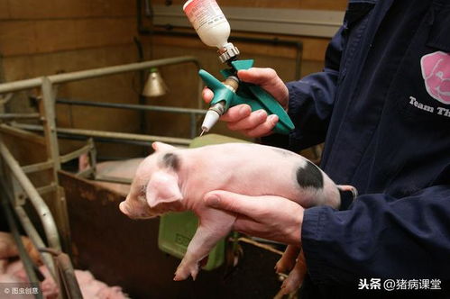 猪伪狂犬致腹泻高发，难治原因及控制策略有哪些？