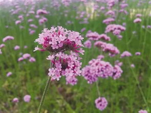 植物养护，避开这些坑