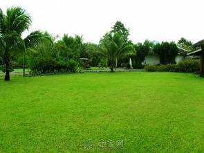 果岭草坪种植后修剪时间及注意事项大揭秘