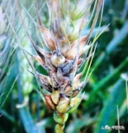 小麦开花时节， 赤霉病防治正当时