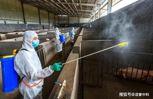 科学选址、合理规划、通风透气、防寒保暖、清洁卫生、饲料管理、疫病防控