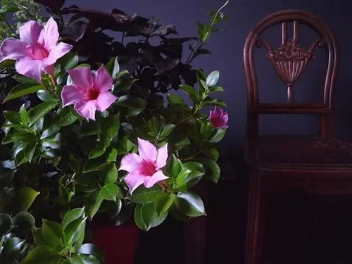 紫藤会招蚊子吗？