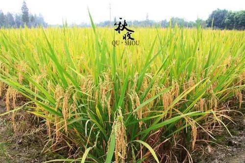 榆树采种育苗技术解析