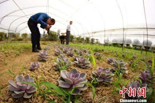 大棚多肉植物介壳虫防治办法有哪些